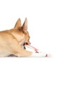 Cute dog chewing on toothbrush Royalty Free Stock Photo