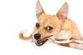 Cute dog chewing on toothbrush Royalty Free Stock Photo