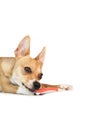 Cute dog chewing on toothbrush Royalty Free Stock Photo