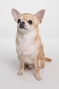 cute dog chihuahua cobby on gray background