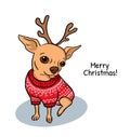 Cute dog Chihuahua in red sweater and deer antlers. Merry Christmas greeting card