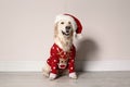 Cute dog in Christmas sweater