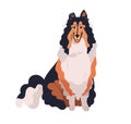 Cute dog of Collie breed, pedigree. Happy funny long-coated hairy doggy. Adorable shaggy tricolor canine animal, lovely