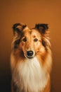 Cute dog of the Collie long hair breed is posing