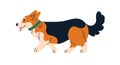 Cute dog of Corgi breed. Funny short doggy, canine animal. Adorable companion puppy walking, going. Amusing canine