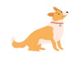Cute dog of corgi breed. Happy adorable doggy looking with pleading eyes and asking for smth. Friendly puppy pet. Sweet