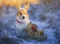 cute dog Corgi in reindeer horns and with a Christmas sleigh with gifts sitting in a winter Park