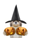 Cute dog in a costume with two halloweens pumpkins