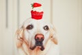 Cute dog with cupcake Royalty Free Stock Photo