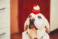 Cute dog with cupcake Royalty Free Stock Photo