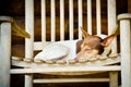 Cute dog curled up in a rocking chair Royalty Free Stock Photo