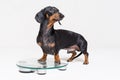 Cute dog dachshund, black adn tan, on a glass scales, isolated on gray background