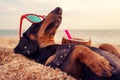 Cute dog of dachshund, black and tan, buried in the sand at the beach sea on summer vacation holidays, wearing red sunglasses with Royalty Free Stock Photo