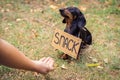 Cute dog dachshund, black and tan, with cardboard `snack ` begging and looks at the hand of a man with food, stretched out to him, Royalty Free Stock Photo