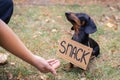 Cute dog dachshund, black and tan, with cardboard `snack ` begging and looks at the hand of a man with food, stretched out to him, Royalty Free Stock Photo