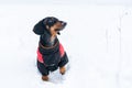 Cute dog, dachshund, black and tan, in clothes sweater, standing on the snow raising his paw Royalty Free Stock Photo
