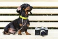 Cute dog dachshund, black and tan, in collar, listening to music with headphones, and vintage photo camera - relaxing outdoors in Royalty Free Stock Photo