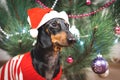 Cute dog dachshund, black and tan, in a red sweater and santa claus hat on background Christmas tree