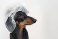 Cute dog dachshund, black and tan, takes a bath with soap foam, wearing a bathing cap close up