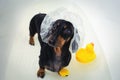 Cute dog dachshund, black and tan, takes a bath with yellow plastic duck, wearing a bathing cap
