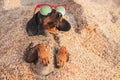 Cute dog of dachshund, black and tan, wearing red sunglasses, having relax and enjoying buried in the sand at the beach ocean on s Royalty Free Stock Photo