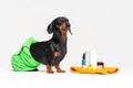 Cute dog dachshund, black and tan, wrapped in a green towel, after showering with a rubber yellow duck, cans of shampoo, bathroom Royalty Free Stock Photo