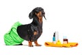 Cute dog dachshund, black and tan, wrapped in a green towel, after showering with a rubber yellow duck, cans of shampoo, bathroom Royalty Free Stock Photo