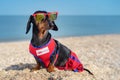 Cute dog Dachshund breed, black and tan, in a red blue vest Life Guarde and red sunglasses, sits on a sandy beach against the sea