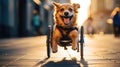 a cute dog with disabilities in a wheelchair walks down the street. Happy dog. Never give up