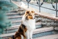 Cute Shetland Sheepdog Dog outdoor. Pet photo. Dog outdoor Royalty Free Stock Photo