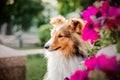 Schetland Sheep Dog outdoor. Pet photo. Dog outdoor Royalty Free Stock Photo