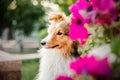 Schetland Sheep Dog outdoor. Pet photo. Dog outdoor Royalty Free Stock Photo