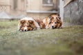 Shetland Sheepdog. Sheltie Dog. Pet photo. Dog outdoor Royalty Free Stock Photo