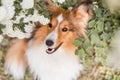 Shetland Sheepdog. Sheltie Dog. Pet photo. Dog outdoor Royalty Free Stock Photo