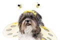 Cute dog dressed up as a bumble bee Royalty Free Stock Photo