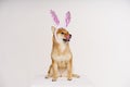 A cute dog with easter bunny ears licks its lips on a light background. Funny