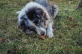 Cute dog eating bone. Royalty Free Stock Photo