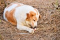 Cute dog eating bone Royalty Free Stock Photo