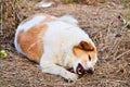 Cute dog eating bone Royalty Free Stock Photo