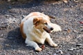 Cute dog eating bone Royalty Free Stock Photo