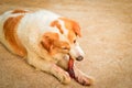 Cute dog eating bone Royalty Free Stock Photo