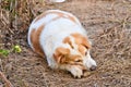 Cute dog eating bone Royalty Free Stock Photo