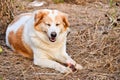 Cute dog eating bone Royalty Free Stock Photo