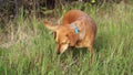 Cute dog eats green grass in the field.