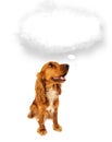 Cute dog with empty cloud bubble Royalty Free Stock Photo