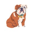 Cute dog of English bulldog breed. Funny chunky doggy, canine animal portrait. Purebred puppy in collar. Adorable chubby