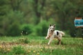 Cute dog enjoying walk at daytime near the forest. Paint on easel at background