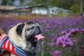 Cute dog, fat dog, focus selection, beautiful purple flower garden background blur