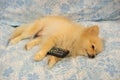 Cute dog fell asleep because TV is boring