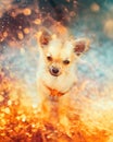 A cute dog with fiery sparks on a blurred background, radiating warmth and energy.